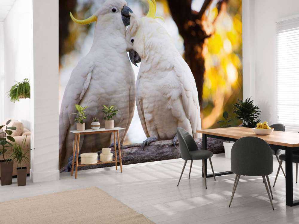 Cockatoo couple