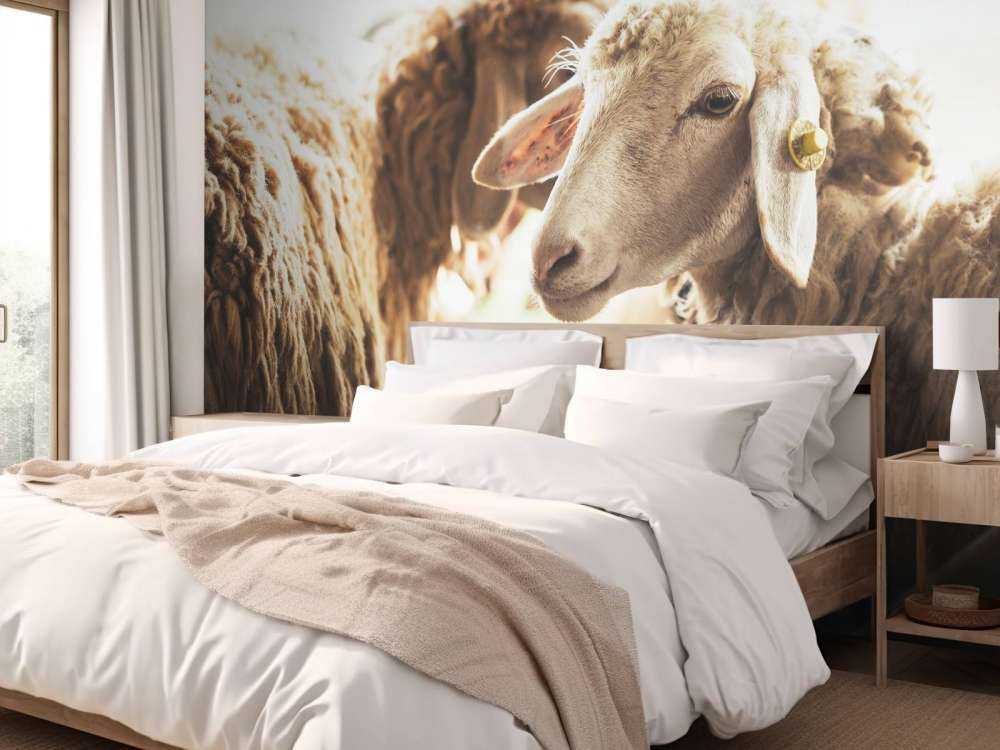 Sheep in stable