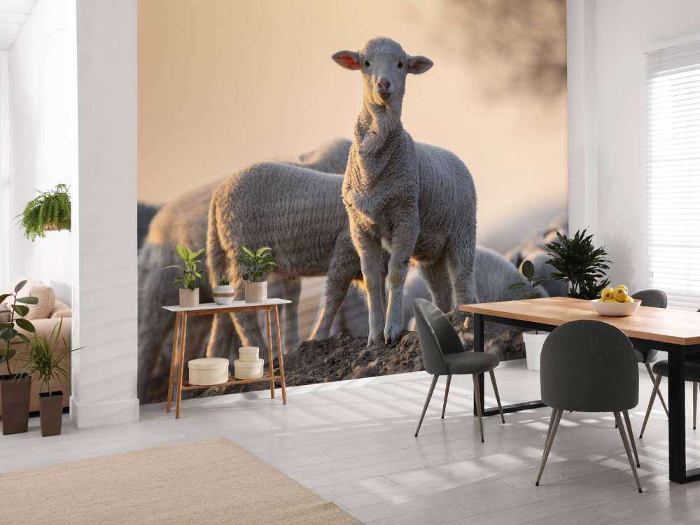 Sheep of the world