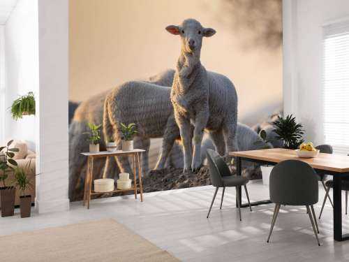 Sheep of the world