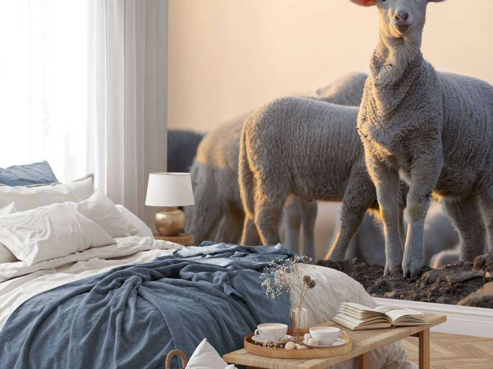 Sheep of the world