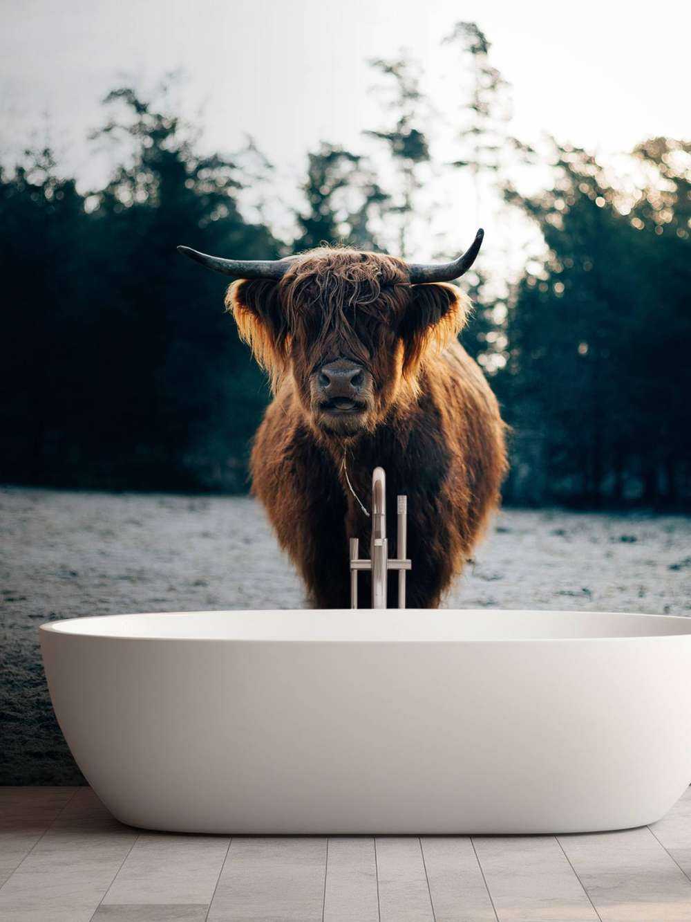 Scottish Highlander in the morning sun