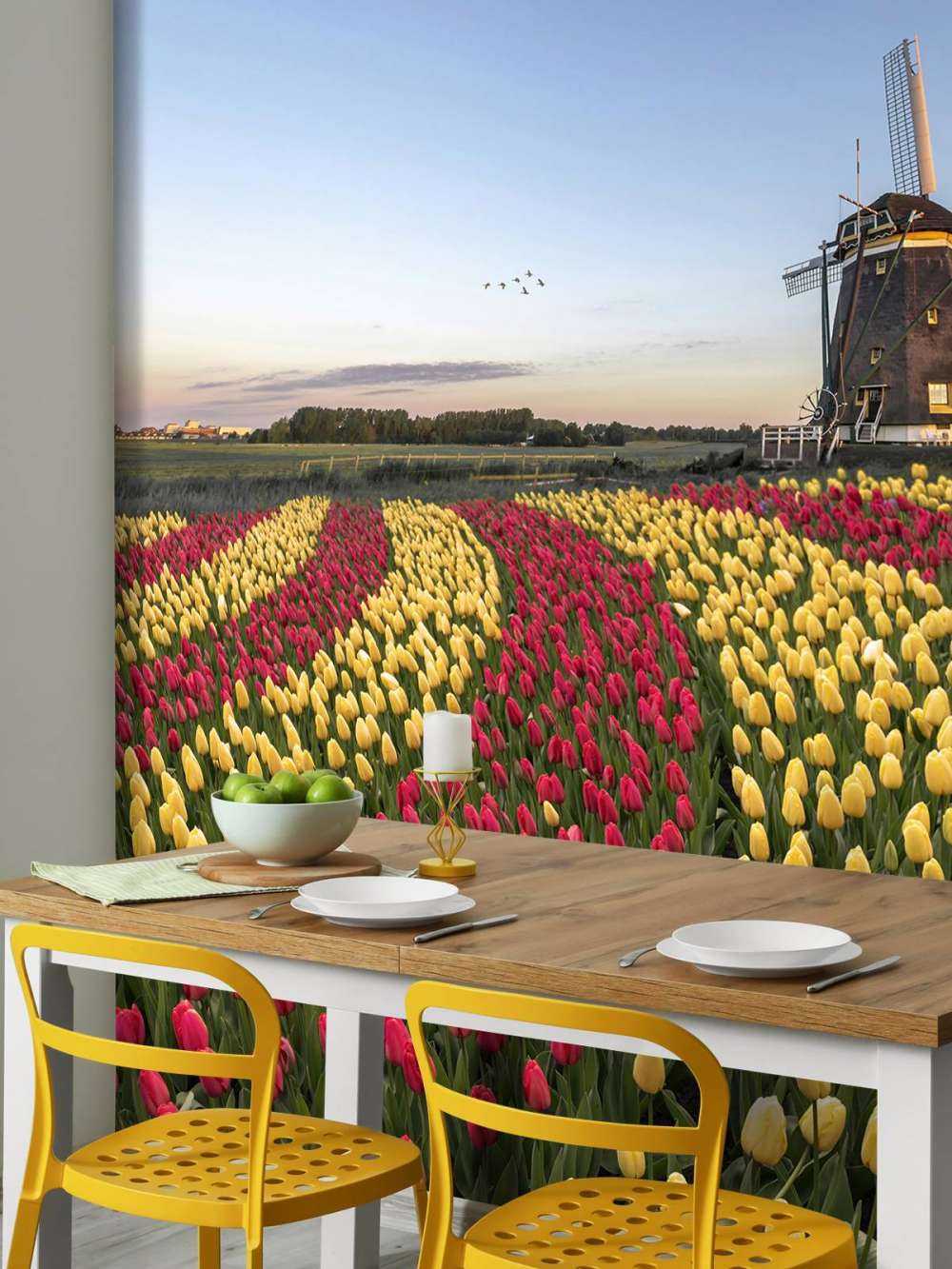 Dutch tulip field