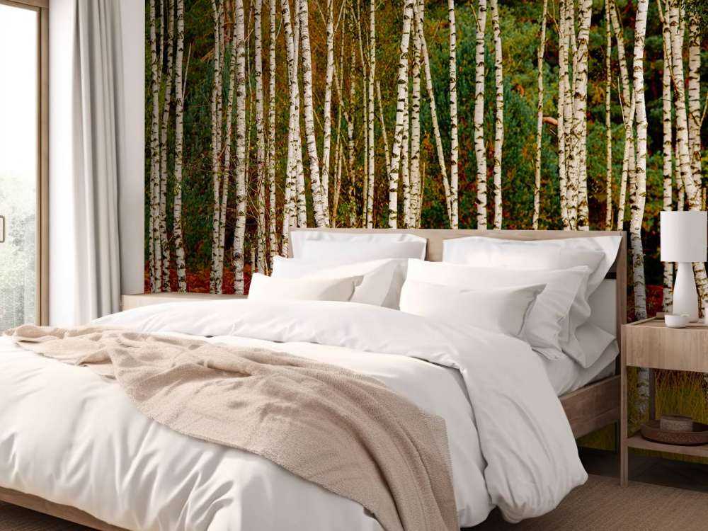 Birch trees at the edge of the forest
