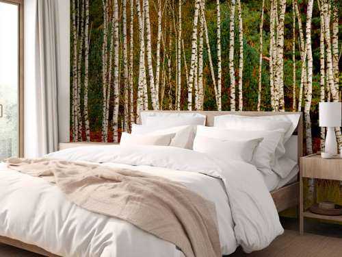 Birch trees at the edge of the forest
