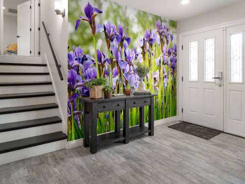 Irises 