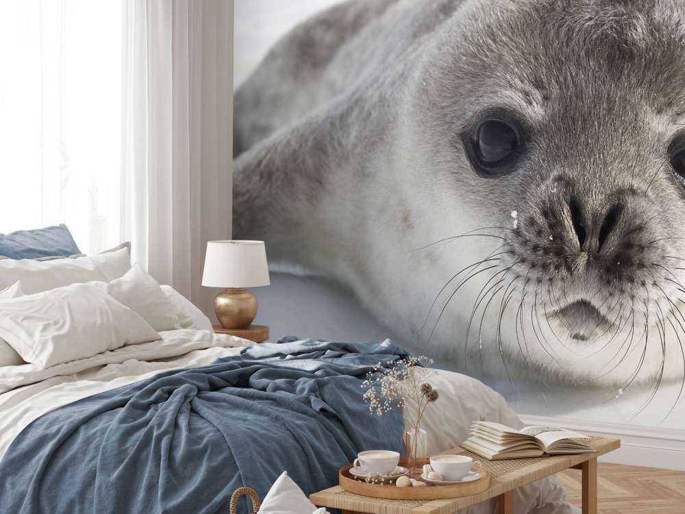 Close-up of a seal