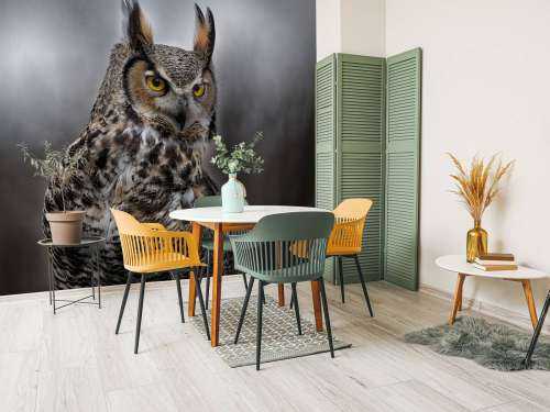 Brown feathered owl