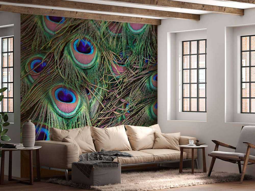 Close-up of peacock feathers