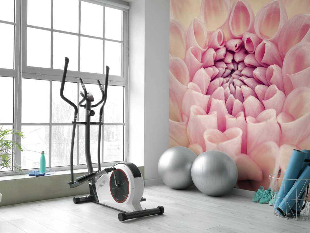 Dahlia close-up photo