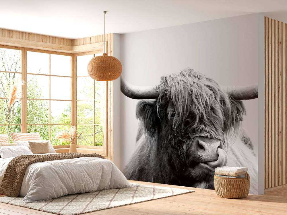 Funny Scottish Highlander