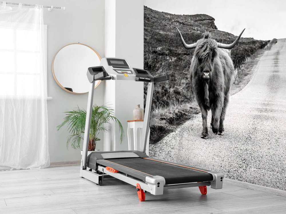 Scottish Highlander on a road