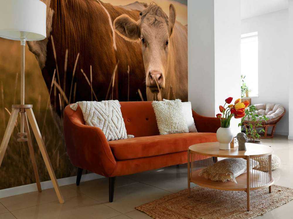 Cows in the evening sun