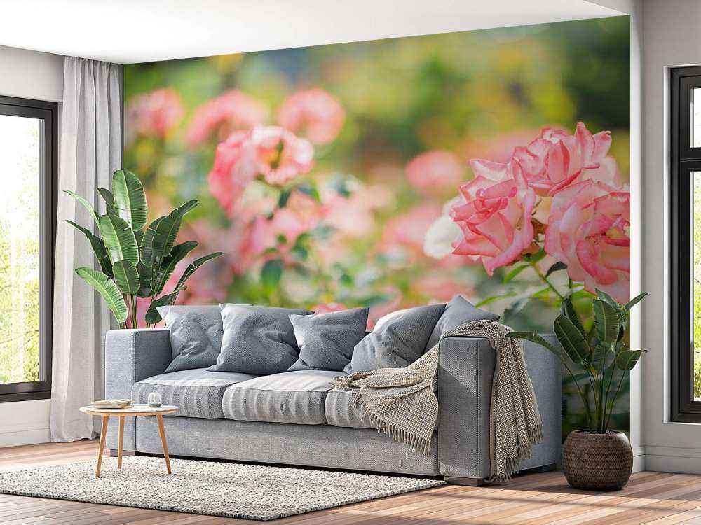 Light pink rose bush