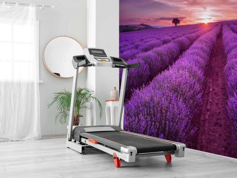 Field full with lavender