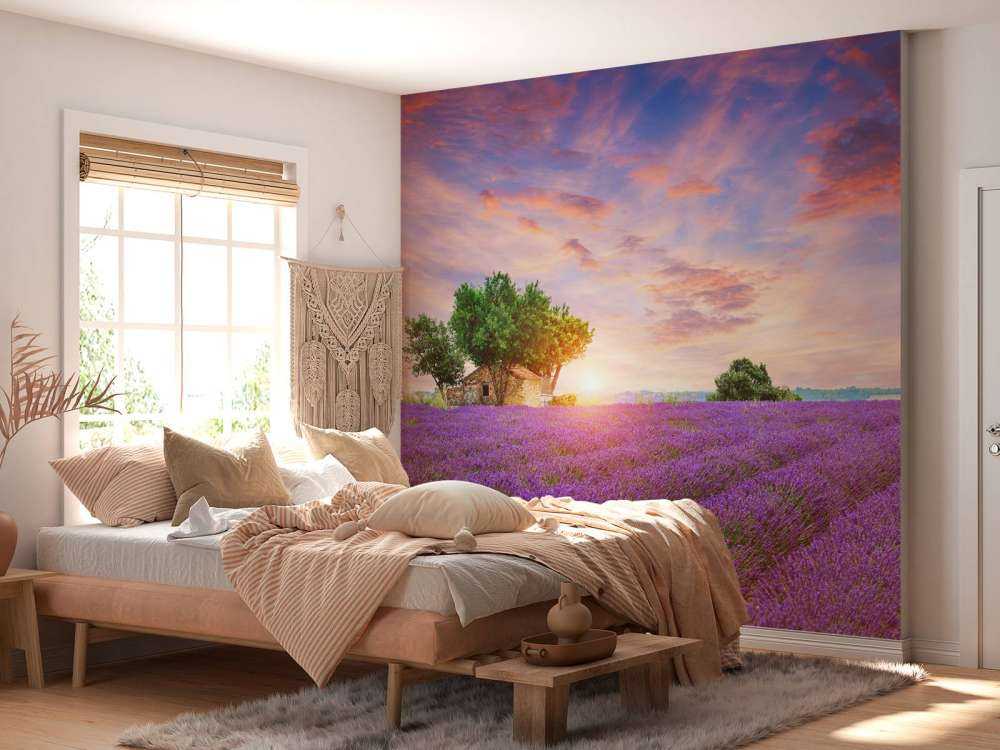 Lavender field during sunrise