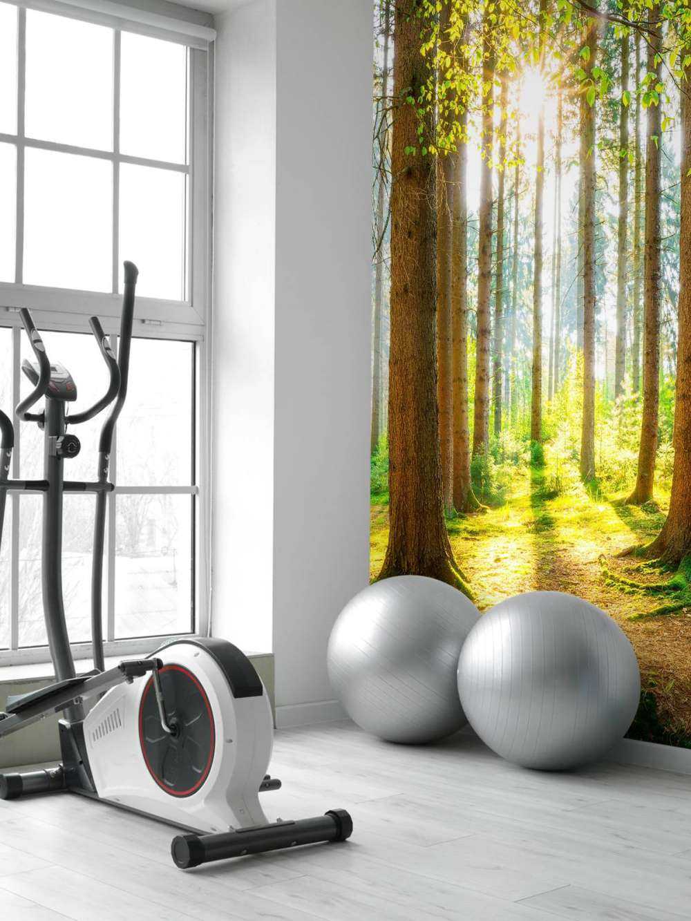 Sunrise in the forest