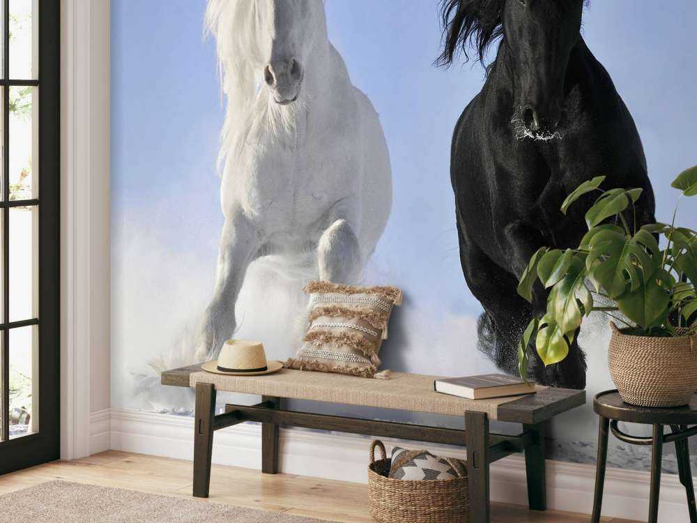 White and a black horse