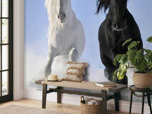 White and a black horse