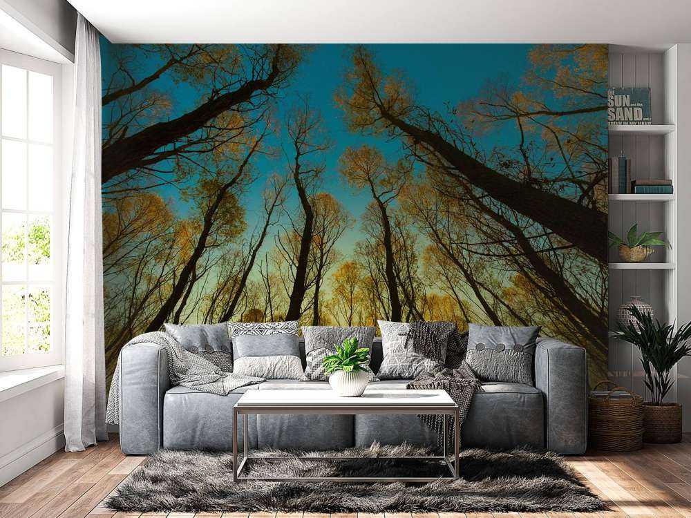 Sunrise between tall trees