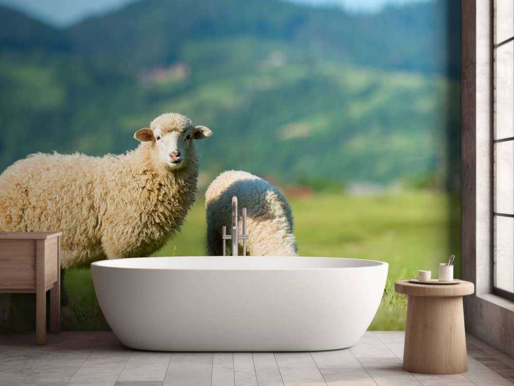 Two sheep in the meadow