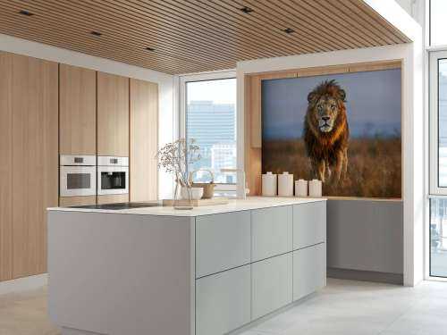 Lion Close Up