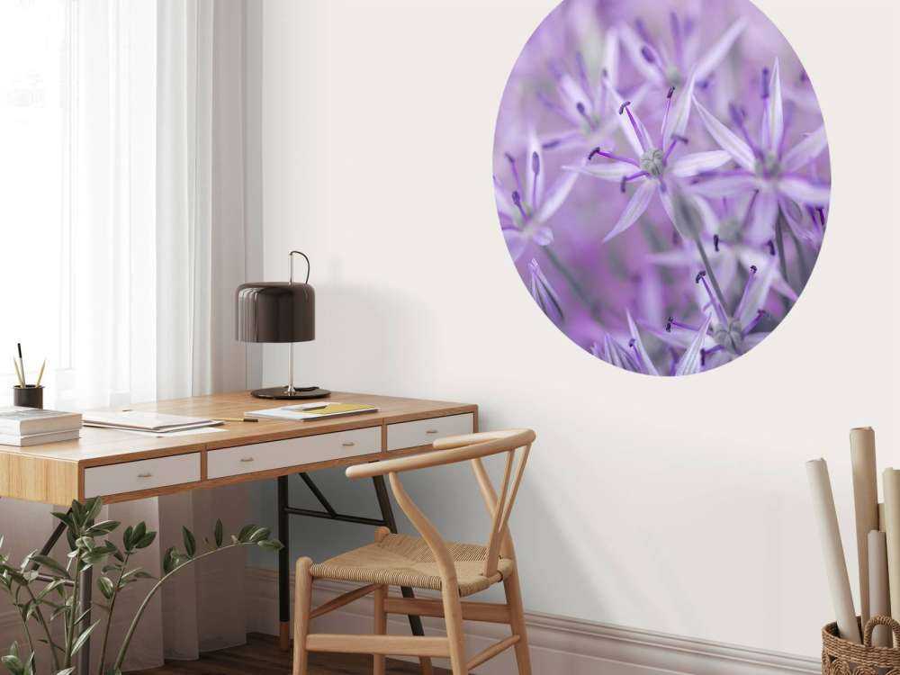 Purple allium flowers