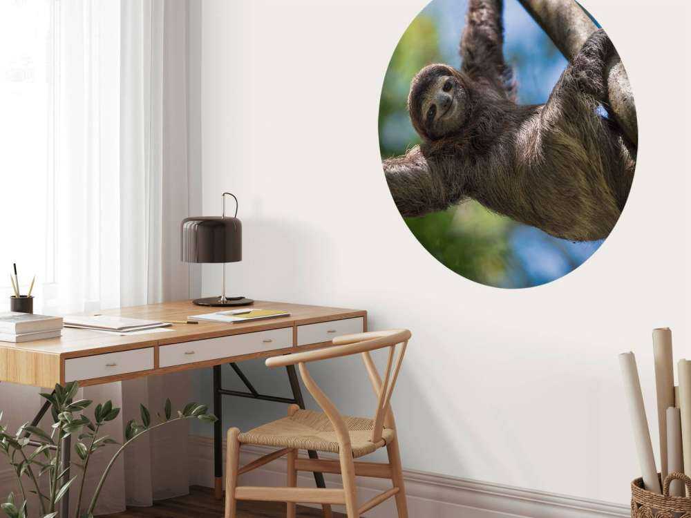 Cheerful sloth