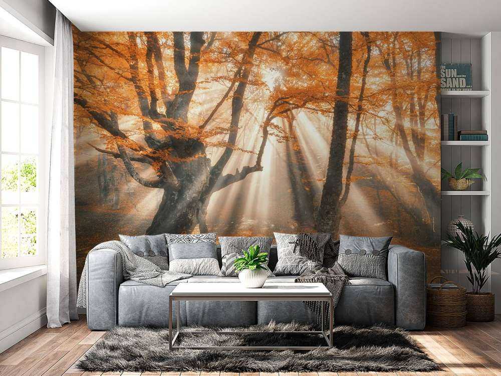 Magical Autumn Forest