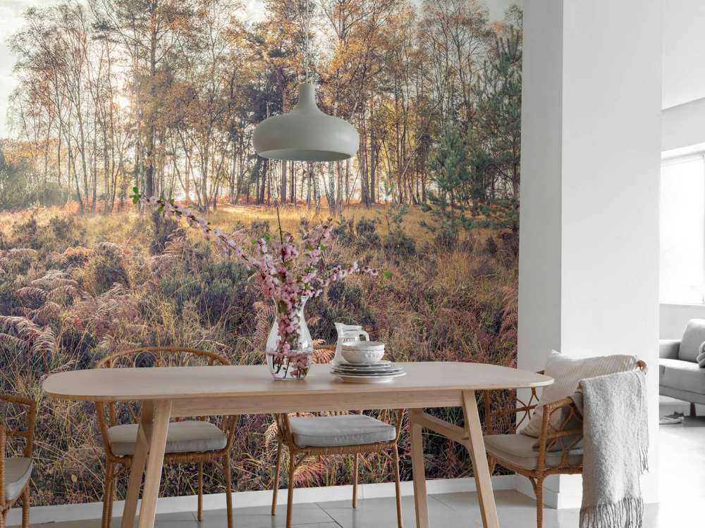 Forest in the morning