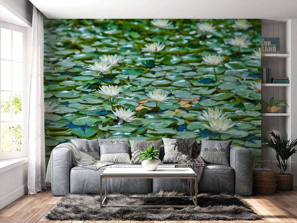 Water lilies