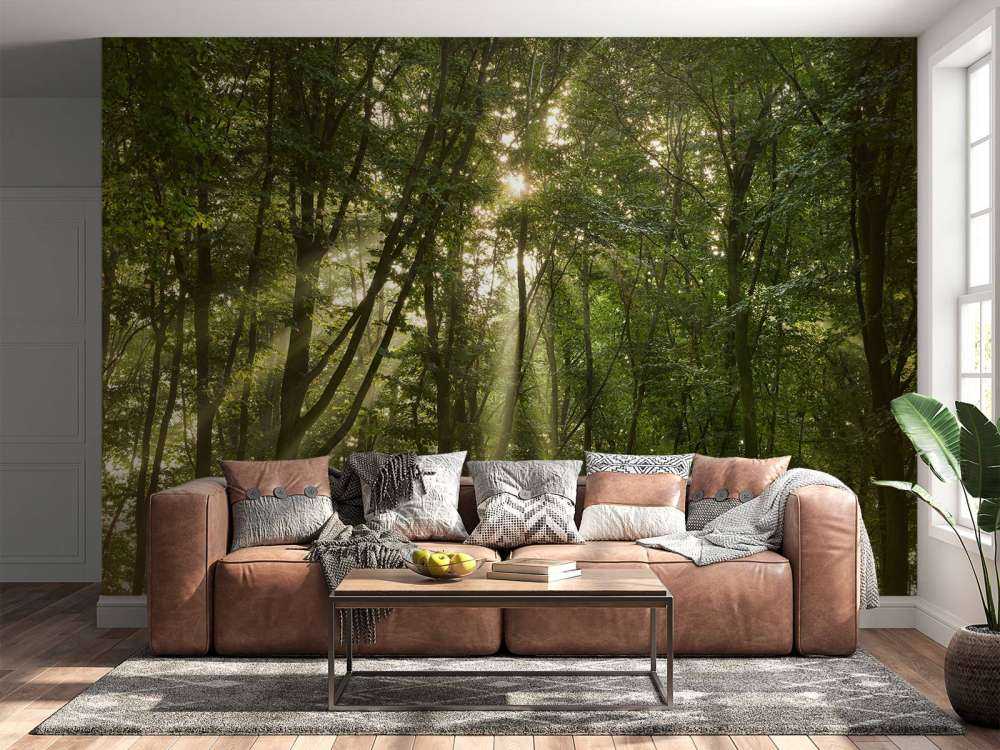 Sunshine in the forest