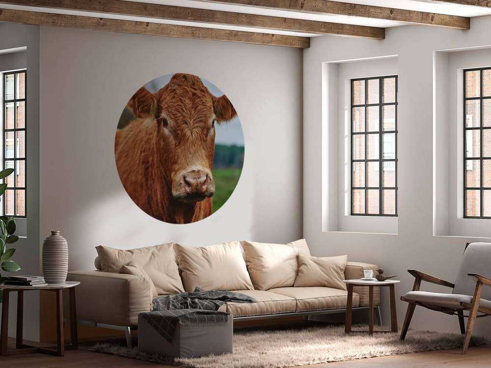 Portrait of a cow