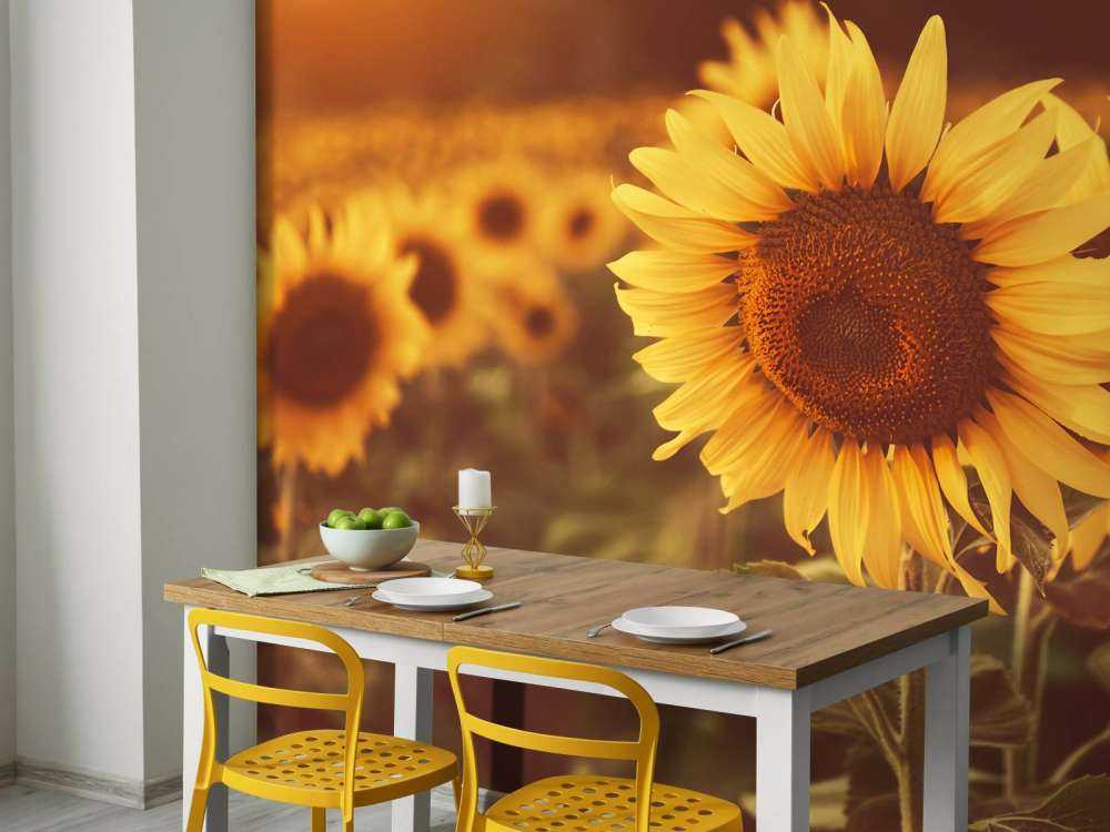 Sunflowers in sunlight