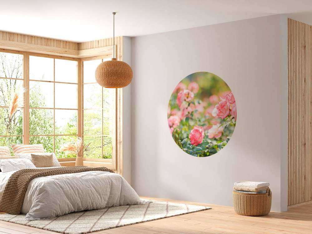 Light pink rose bush