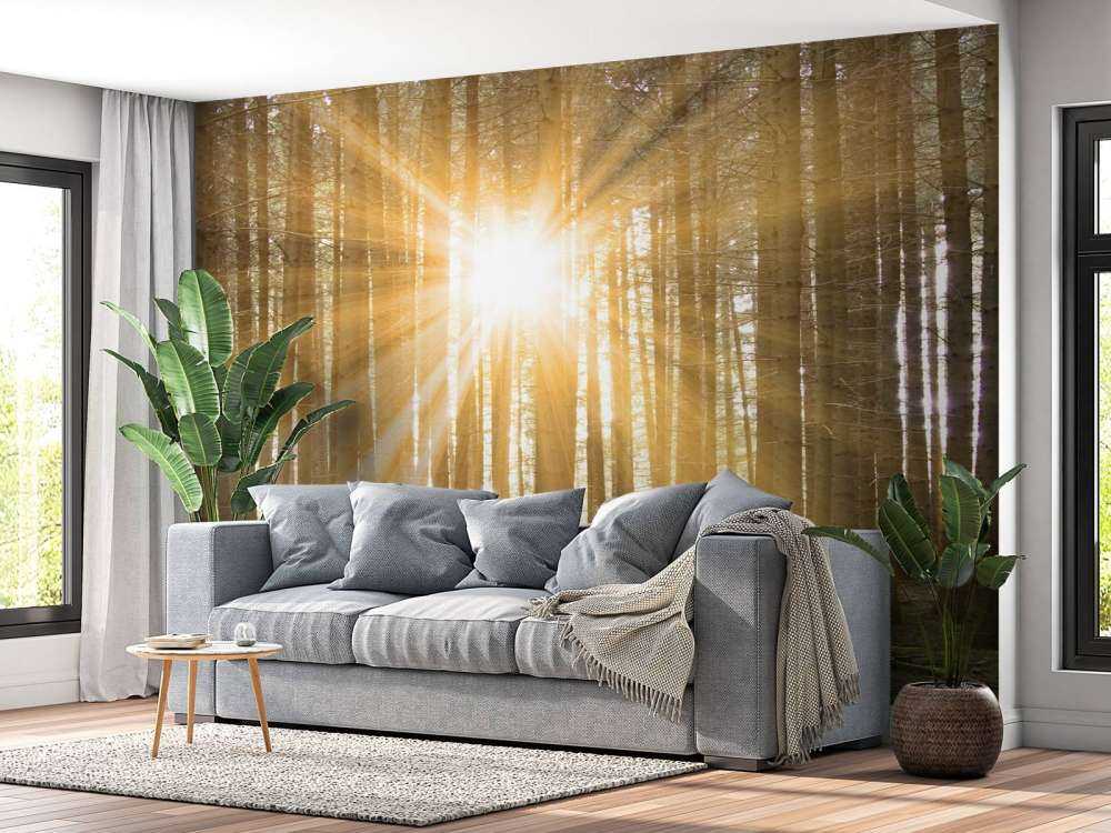 Pine forest with sunshine